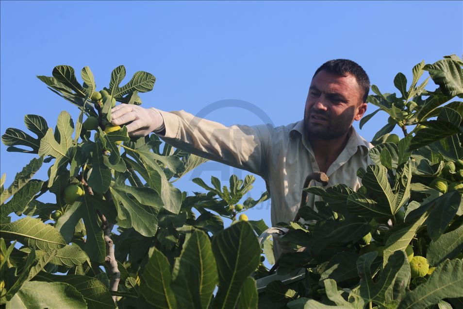 Aydın'da taze incir hasadı başladı
