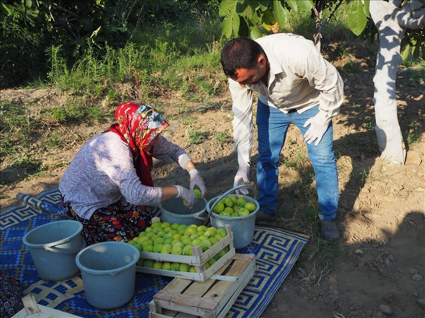 Aydın'da taze incir hasadı başladı