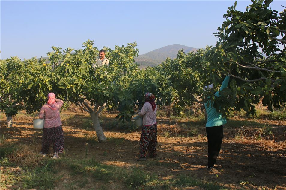 Aydın'da taze incir hasadı başladı