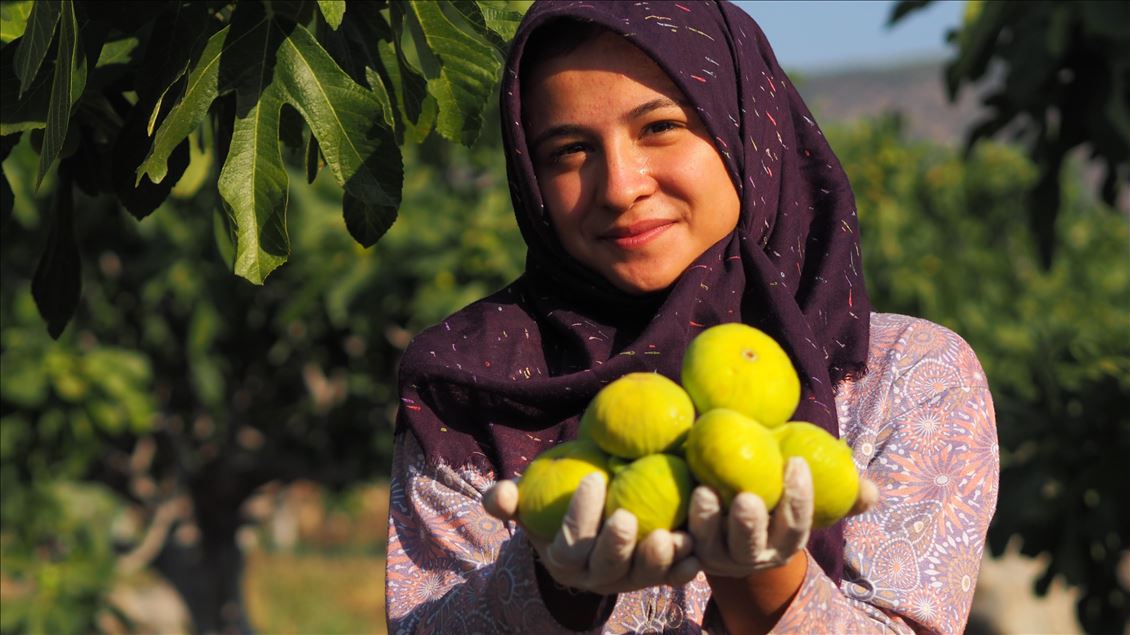 Aydın'da taze incir hasadı başladı
