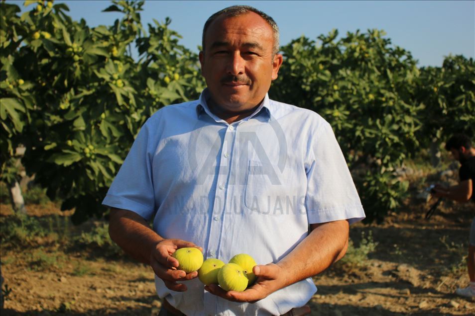 Aydın'da taze incir hasadı başladı - Anadolu Ajansı