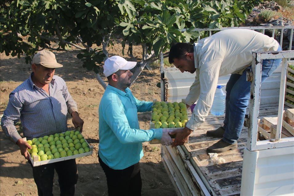Aydın'da taze incir hasadı başladı