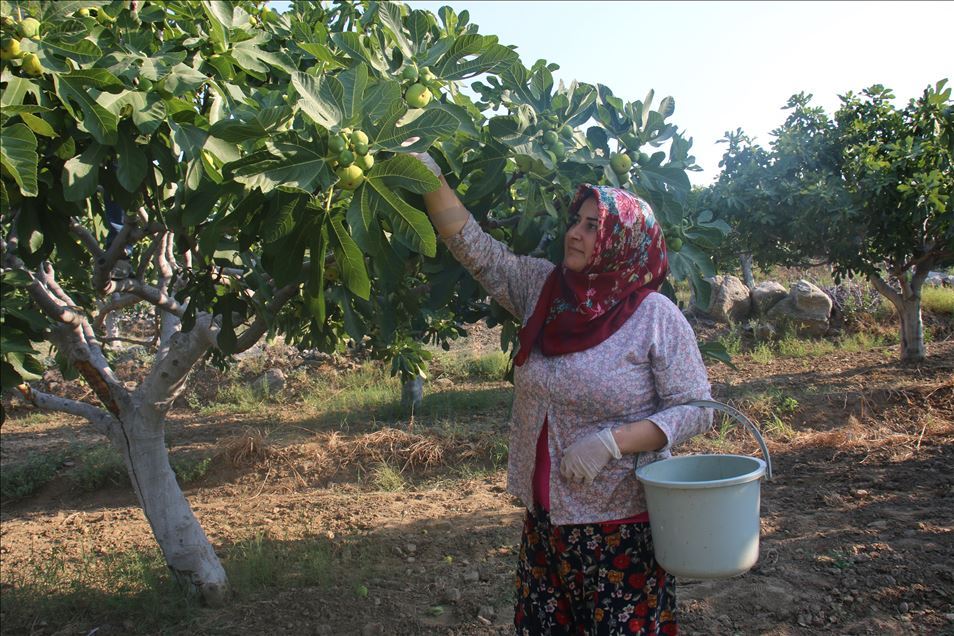 Aydın'da taze incir hasadı başladı
