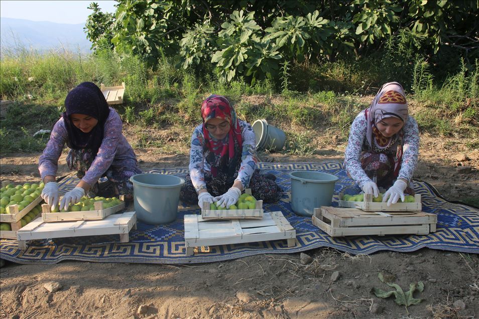 Aydın'da taze incir hasadı başladı