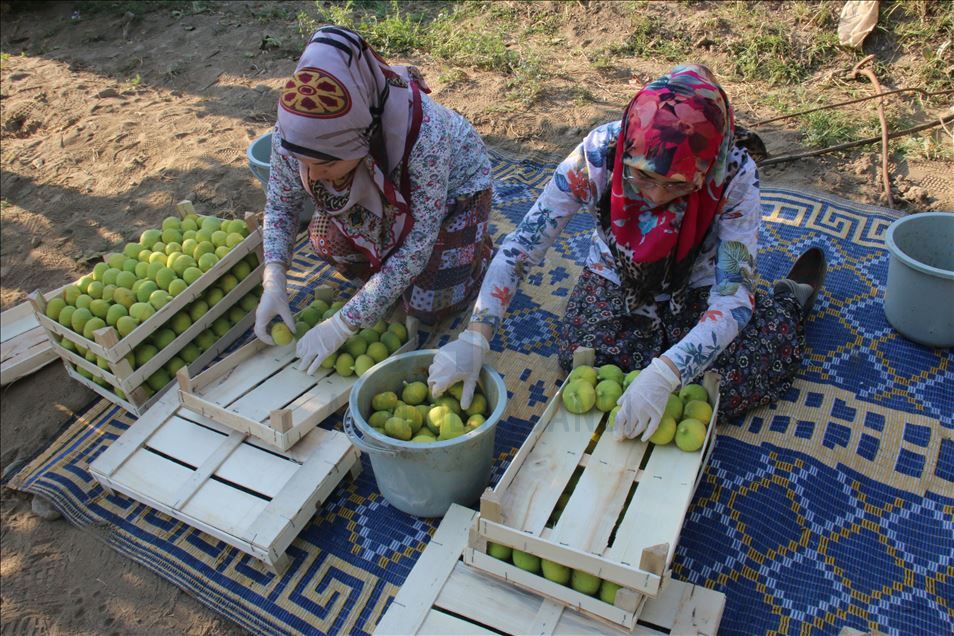 Aydın'da taze incir hasadı başladı
