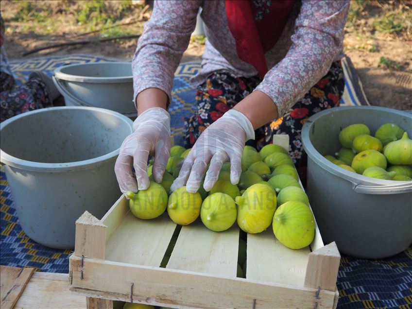 Aydın'da taze incir hasadı başladı