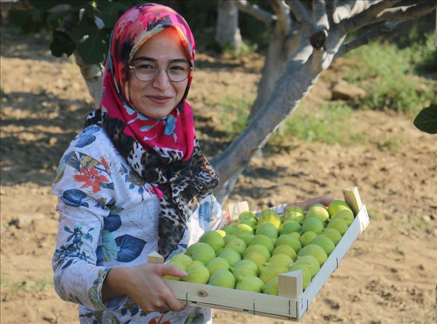 Aydın'da taze incir hasadı başladı
