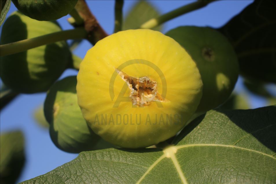 Aydın'da taze incir hasadı başladı