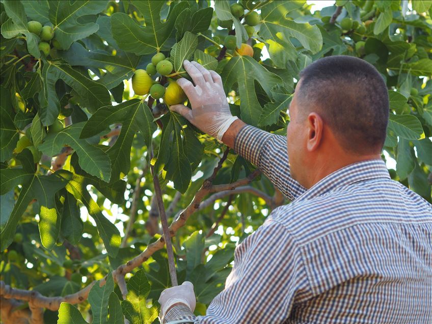 Aydın'da taze incir hasadı başladı