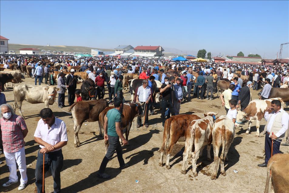 Li Agiriyê canege "Bala" û "Bozo" ku her yek jê tonek tê li benda firotinê ne