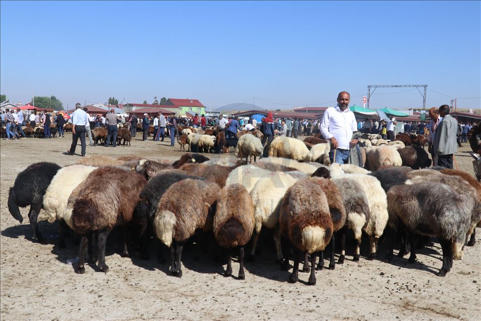 Li Agiriyê canege "Bala" û "Bozo" ku her yek jê tonek tê li benda firotinê ne