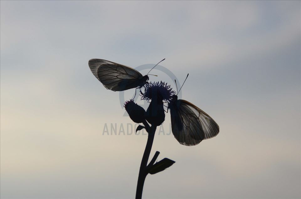 Mariposas en la cuenca del lago Van, en Turquía