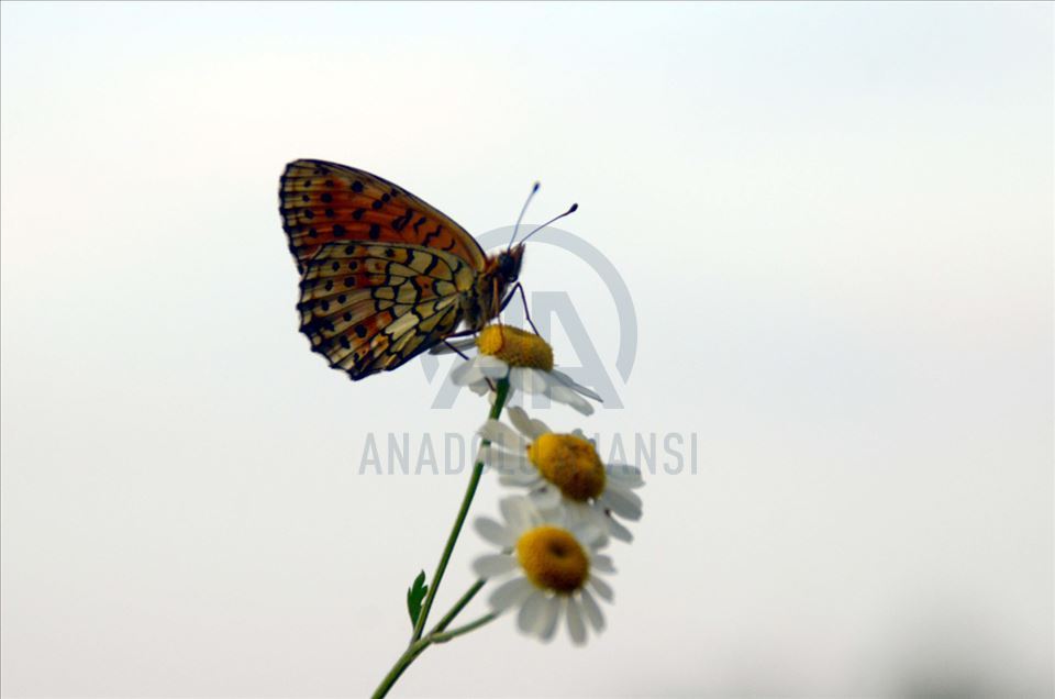 Mariposas en la cuenca del lago Van, en Turquía