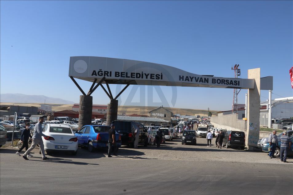 Li Agiriyê canege "Bala" û "Bozo" ku her yek jê tonek tê li benda firotinê ne
