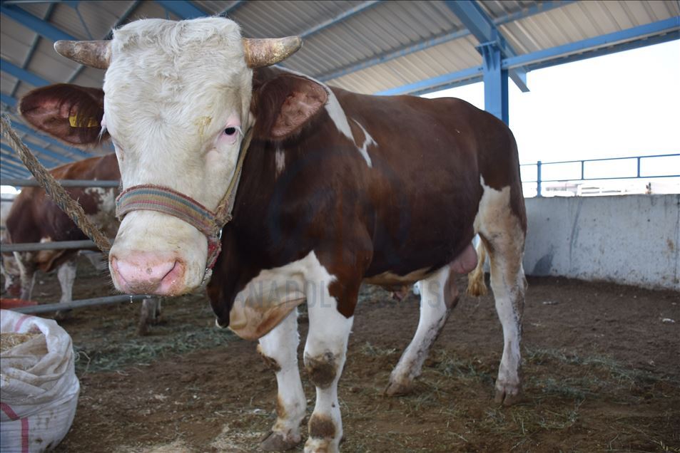Canegayên ji tonekî zêdetir giran in benda mişteriyên xwe ne
