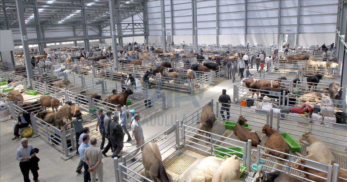 Li Rojhilatê Anadoluyê sewqiyeta heywanên qurbanê digel Kovîd-19ê zêde bû
