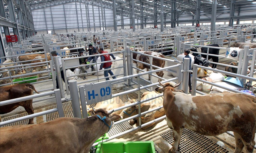 Li Rojhilatê Anadoluyê sewqiyeta heywanên qurbanê digel Kovîd-19ê zêde bû
