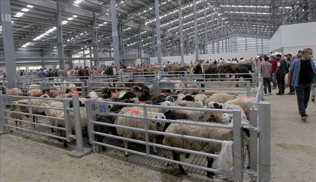 Li Rojhilatê Anadoluyê sewqiyeta heywanên qurbanê digel Kovîd-19ê zêde bû
