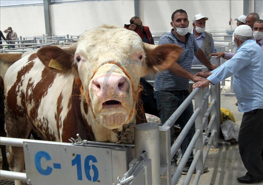 Li Rojhilatê Anadoluyê sewqiyeta heywanên qurbanê digel Kovîd-19ê zêde bû
