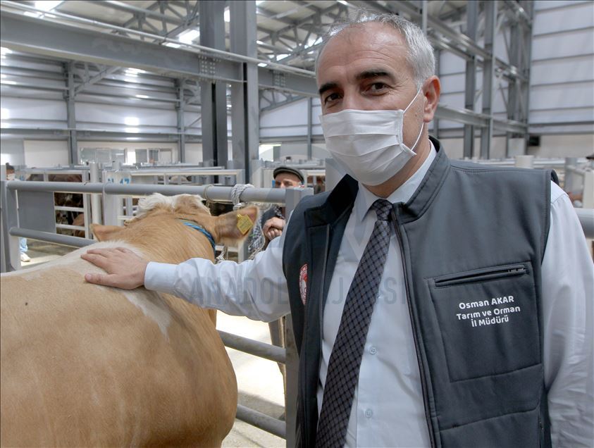 Li Rojhilatê Anadoluyê sewqiyeta heywanên qurbanê digel Kovîd-19ê zêde bû

