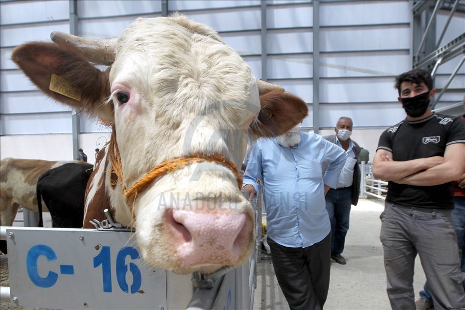 Li Rojhilatê Anadoluyê sewqiyeta heywanên qurbanê digel Kovîd-19ê zêde bû
