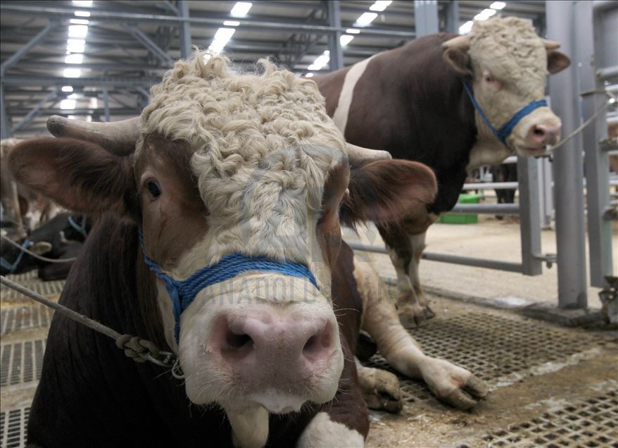 Li Rojhilatê Anadoluyê sewqiyeta heywanên qurbanê digel Kovîd-19ê zêde bû
