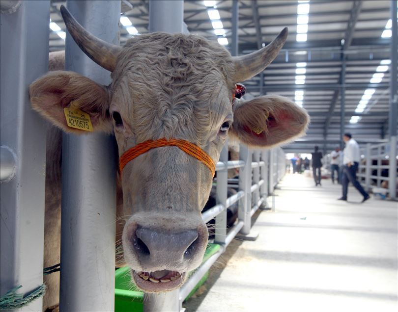 Li Rojhilatê Anadoluyê sewqiyeta heywanên qurbanê digel Kovîd-19ê zêde bû
