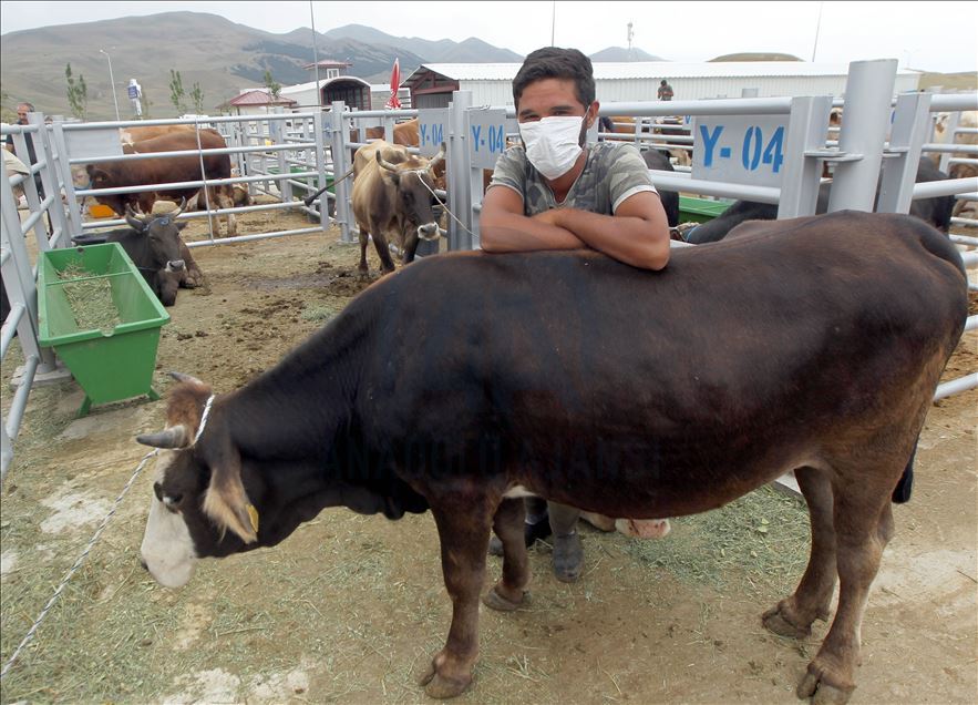 Li Rojhilatê Anadoluyê sewqiyeta heywanên qurbanê digel Kovîd-19ê zêde bû
