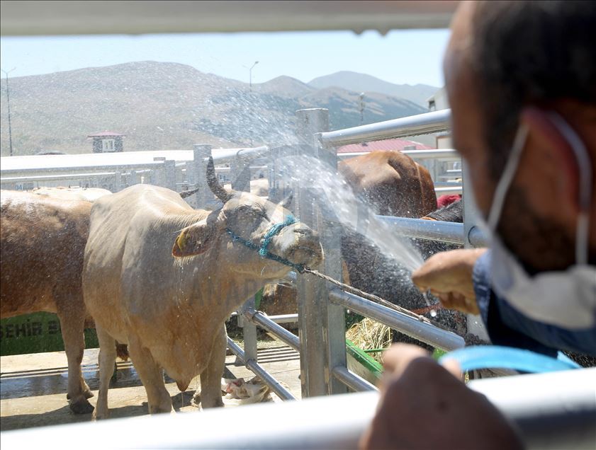 Li Rojhilatê Anadoluyê sewqiyeta heywanên qurbanê digel Kovîd-19ê zêde bû
