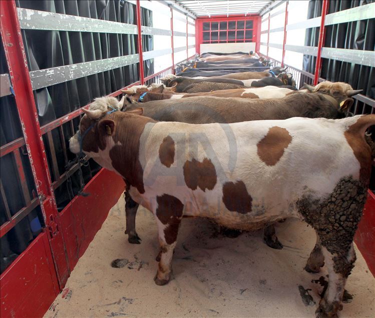 Li Rojhilatê Anadoluyê sewqiyeta heywanên qurbanê digel Kovîd-19ê zêde bû
