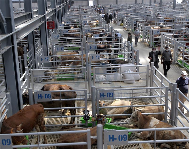 Li Rojhilatê Anadoluyê sewqiyeta heywanên qurbanê digel Kovîd-19ê zêde bû
