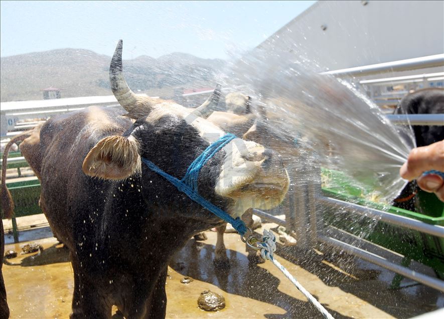 Li Rojhilatê Anadoluyê sewqiyeta heywanên qurbanê digel Kovîd-19ê zêde bû
