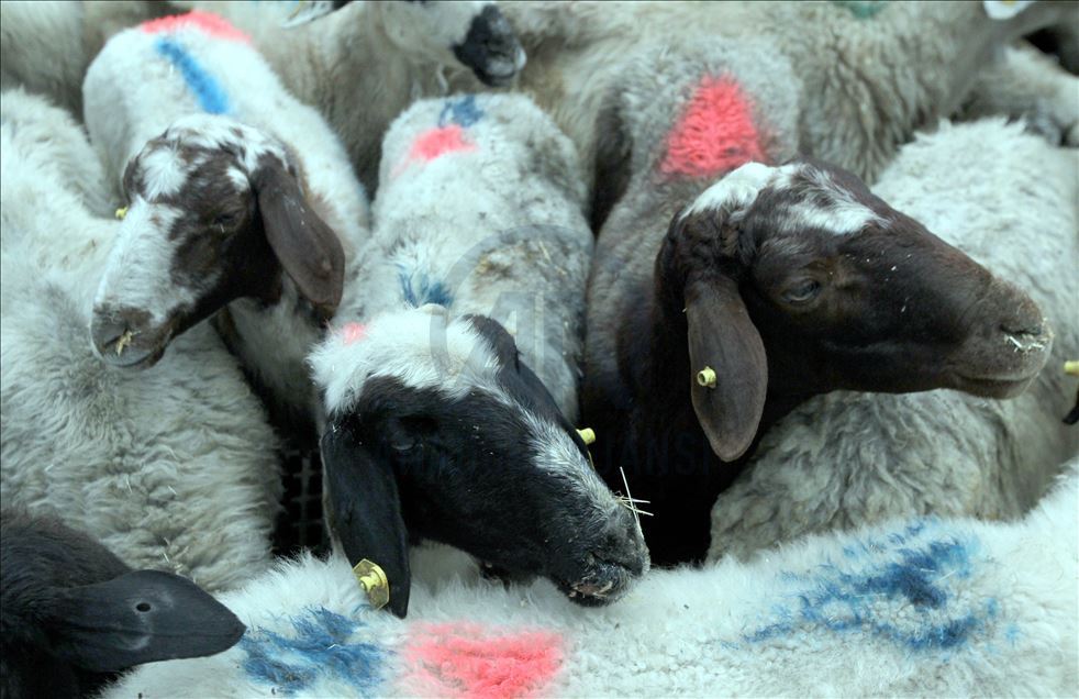 Li Rojhilatê Anadoluyê sewqiyeta heywanên qurbanê digel Kovîd-19ê zêde bû
