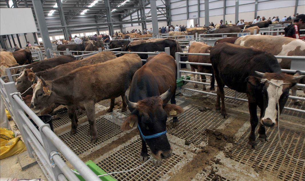 Li Rojhilatê Anadoluyê sewqiyeta heywanên qurbanê digel Kovîd-19ê zêde bû
