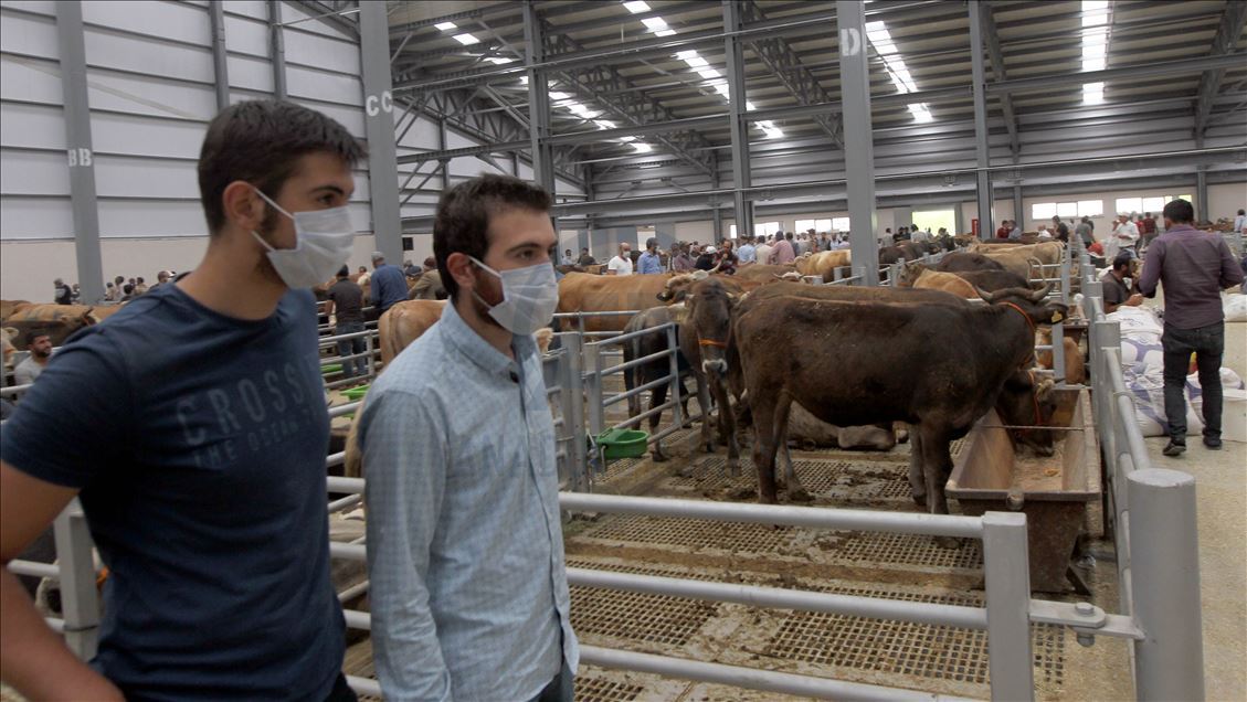 Li Rojhilatê Anadoluyê sewqiyeta heywanên qurbanê digel Kovîd-19ê zêde bû
