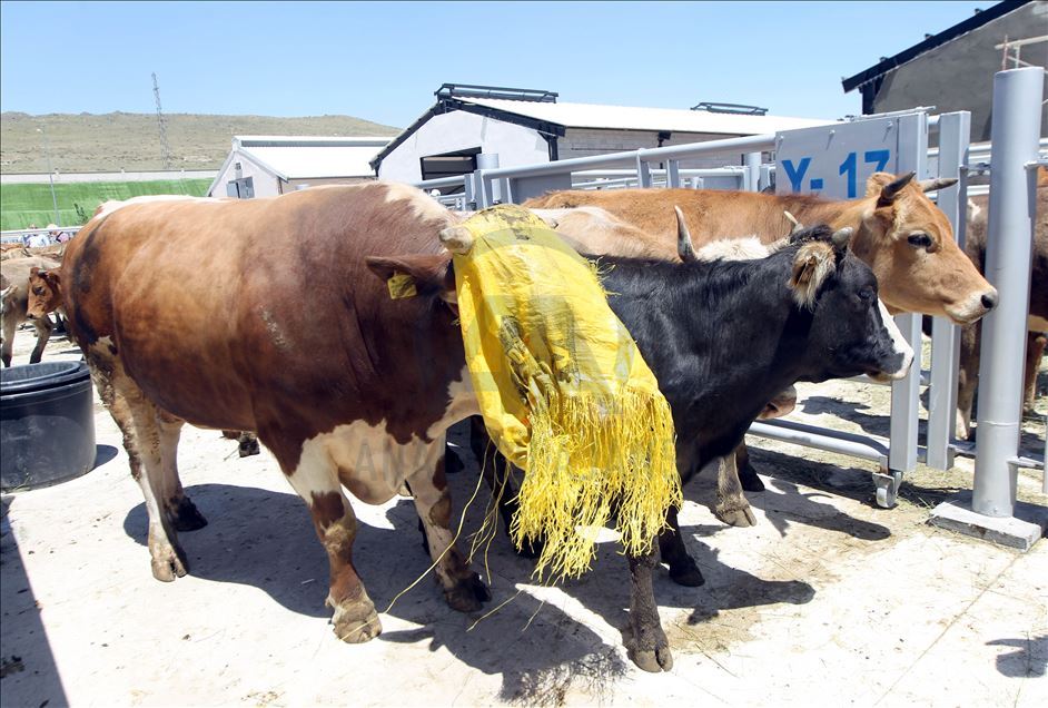 Li Rojhilatê Anadoluyê sewqiyeta heywanên qurbanê digel Kovîd-19ê zêde bû
