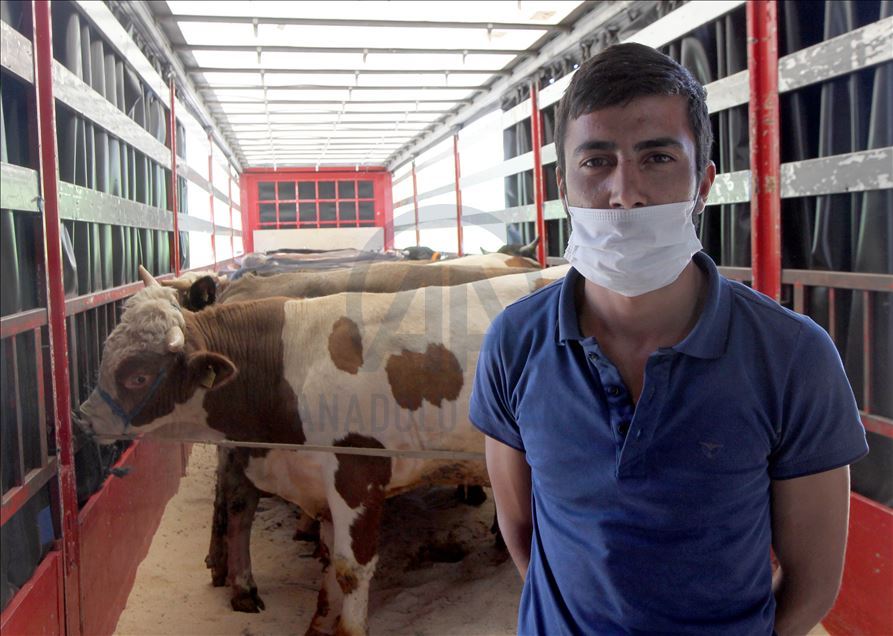 Li Rojhilatê Anadoluyê sewqiyeta heywanên qurbanê digel Kovîd-19ê zêde bû
