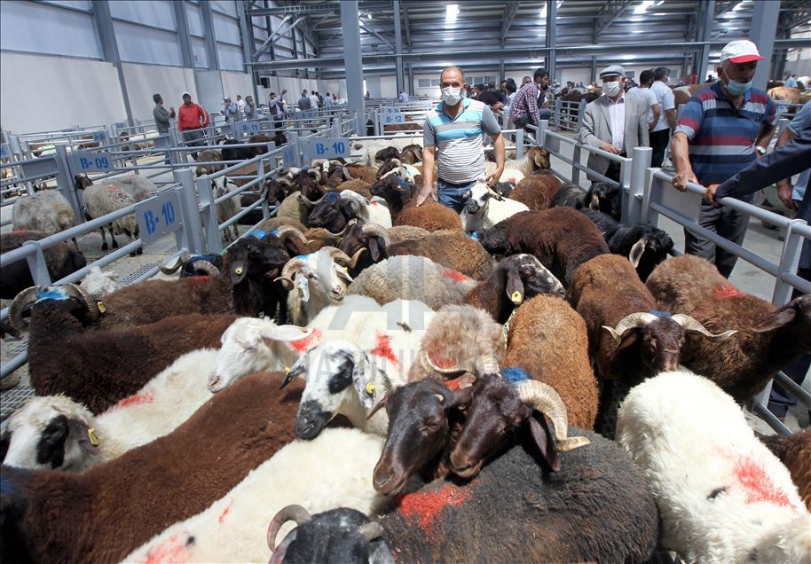 Li Rojhilatê Anadoluyê sewqiyeta heywanên qurbanê digel Kovîd-19ê zêde bû
