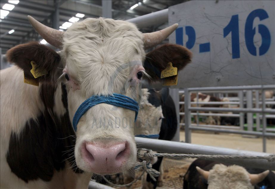 Li Rojhilatê Anadoluyê sewqiyeta heywanên qurbanê digel Kovîd-19ê zêde bû
