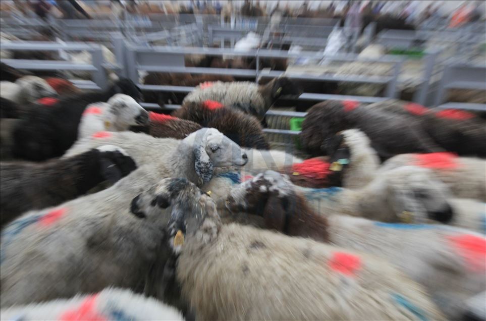 Li Rojhilatê Anadoluyê sewqiyeta heywanên qurbanê digel Kovîd-19ê zêde bû
