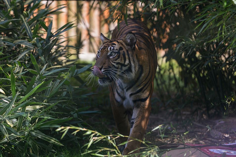 Tigre de Sumatra en zoológico de Polonia