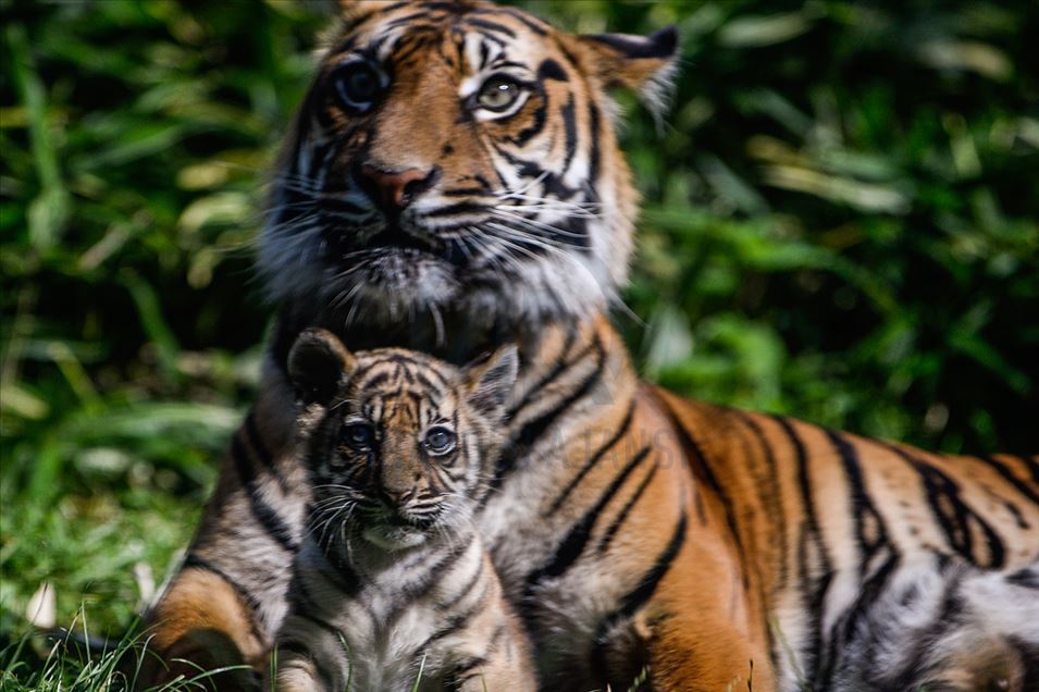 Tigre de Sumatra en zoológico de Polonia