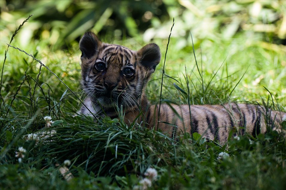 Tigre de Sumatra en zoológico de Polonia