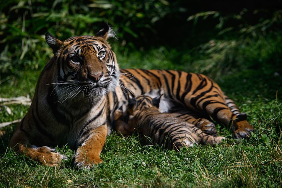 Tigre de Sumatra en zoológico de Polonia