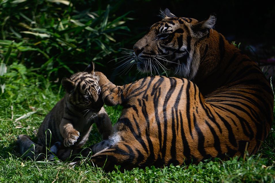 Tigre de Sumatra en zoológico de Polonia