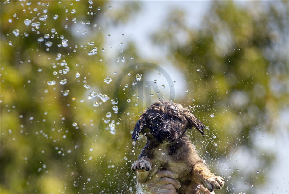 Dogs cool off themselves by bathing in hot weather in Turkey's Antalya