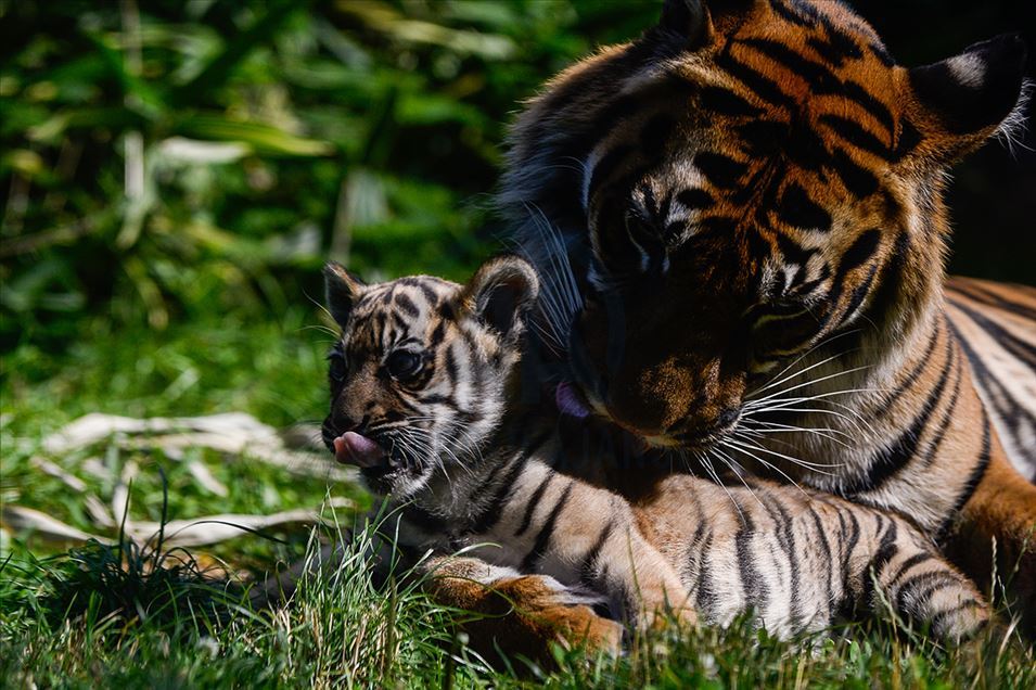 Tigre de Sumatra en zoológico de Polonia