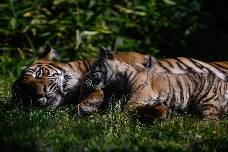 Tigre de Sumatra en zoológico de Polonia