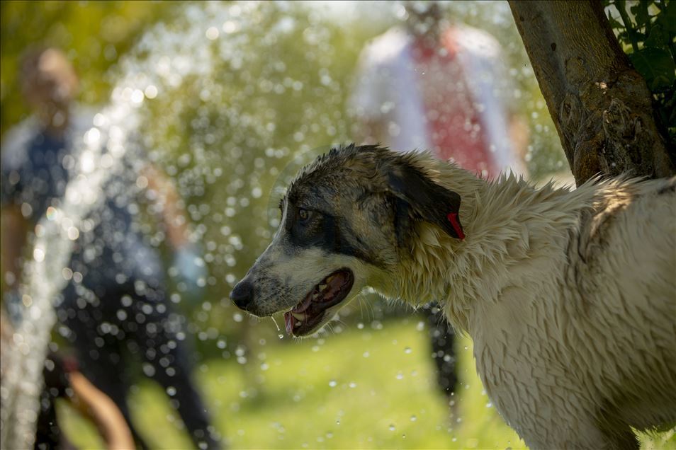 Dogs cool off themselves by bathing in hot weather in Turkey's Antalya