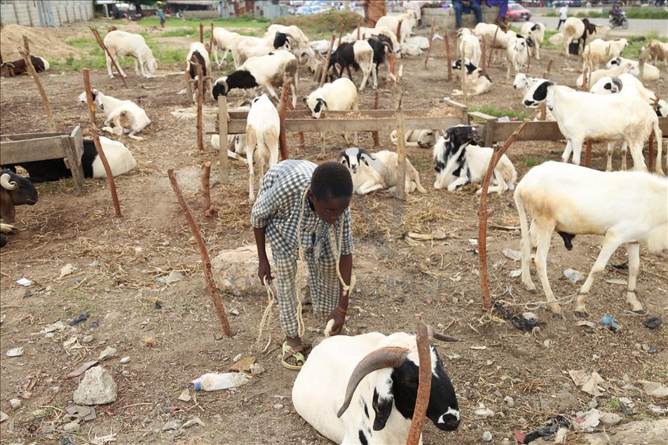 Eid al-Adha preparations in Nigeria